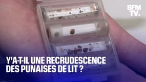 Y'a-t-il une recrudescence des punaises de lit en France?