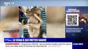 Un veau à six pattes sauvé de son abattoir dans l'Aveyron