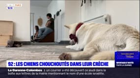 Puteaux: les chiens chouchoutés dans leur crèche 