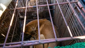 La viande de chien fait depuis longtemps partie de la cuisine sud-coréenne et jusqu'à un million de chiens y auraient été autrefois tués chaque année pour l'alimentation.