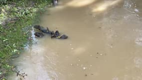 Le Grand Morin aval est en vigilance orange crues, après déjà d'importantes inondations causées par sa hauteur d'eau en août 2024.
