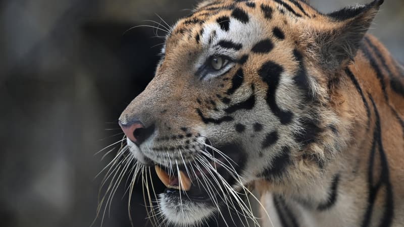 Inde: Un tigre capturé après avoir été accusé de la mort 13 personnes