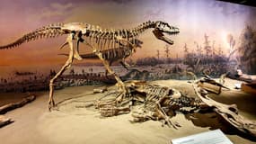 Des squelettes de dinosaures photographiés dans un musée.