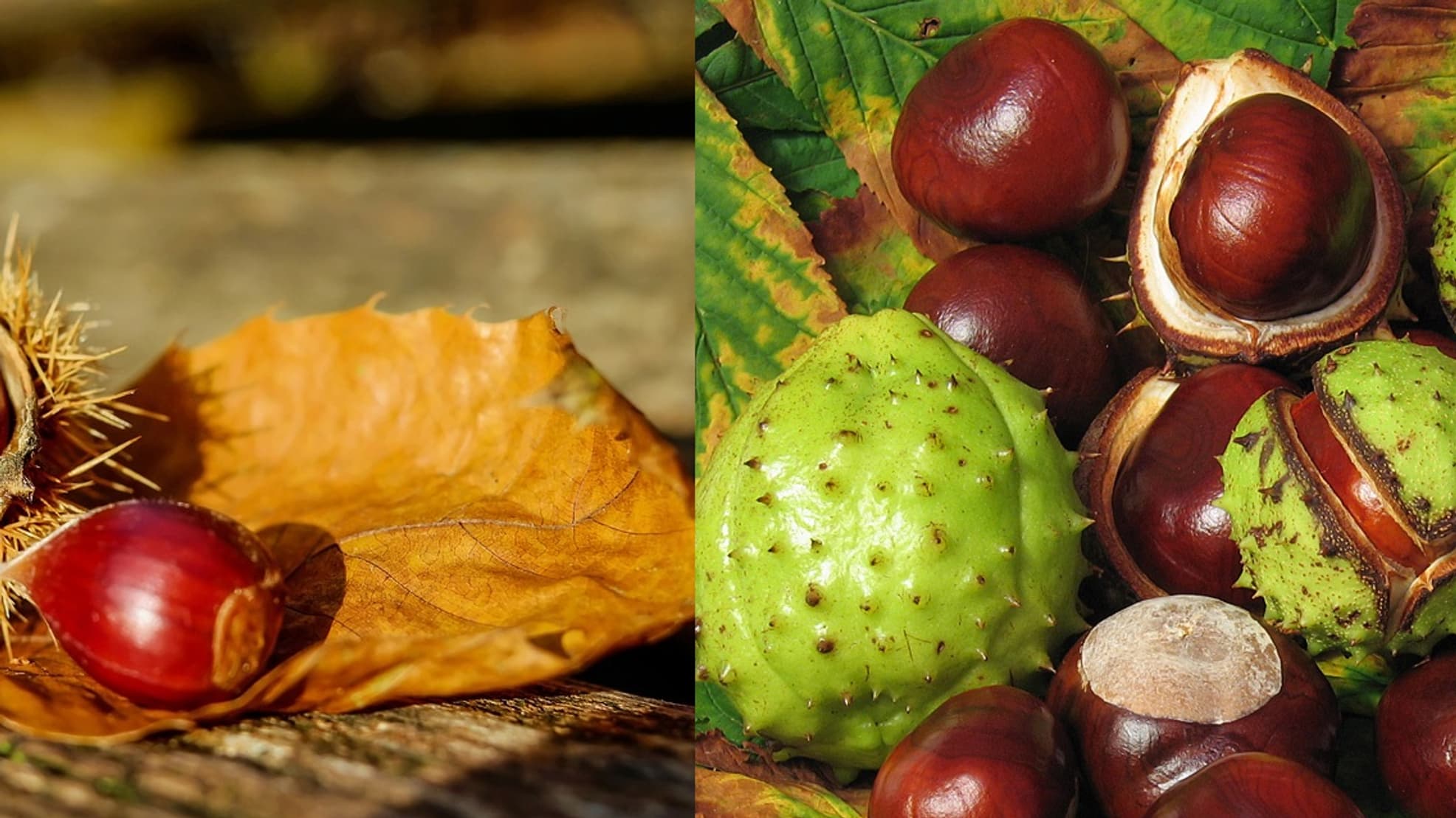 A gauche des châtaignes, à droite des marrons d'Inde A gauche des châtaignes, à droite des marrons d'Inde