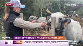 Eleveur bovin depuis 10 ans, il doit travailler à côté 