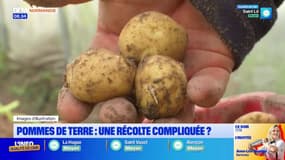 Normandie: après des mois pluvieux, une récolte compliquée pour les pommes de terre