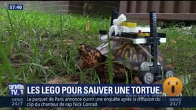 Les lego pour sauver une tortue