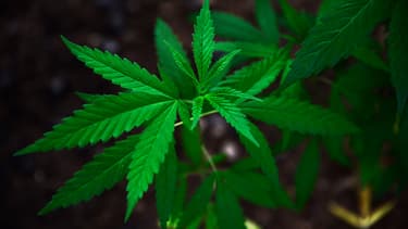 Plant de cannabis (photo d'illustration).
