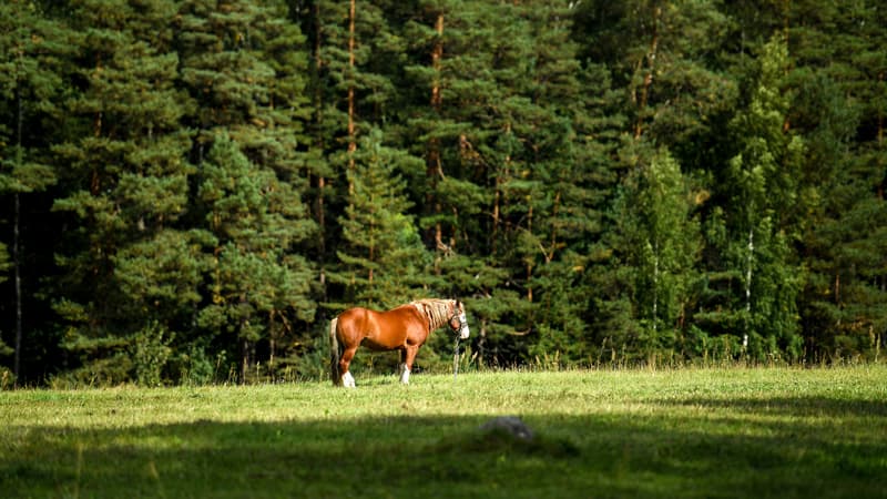 Une enfant de 8 ans blessée après avoir été traînée au sol sur 150 mètres par son cheval