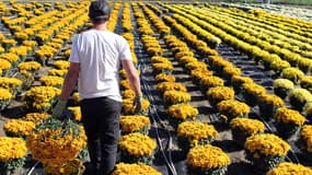 Une production de chrysanthème en Corse.
