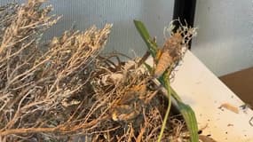 Les criquets sont menacés d'extinction.