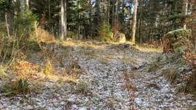 Les arbres se raréfient dans la vallée de Munster.