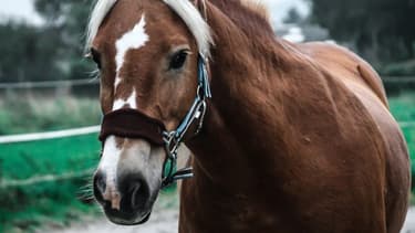 Un cheval est mort dans la commune d'Hirson (Photo d'illustration).