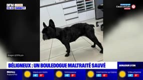 Un bouledogue maltraité a été sauvé à Béligneux, la SPA de Lyon a déposé plainte