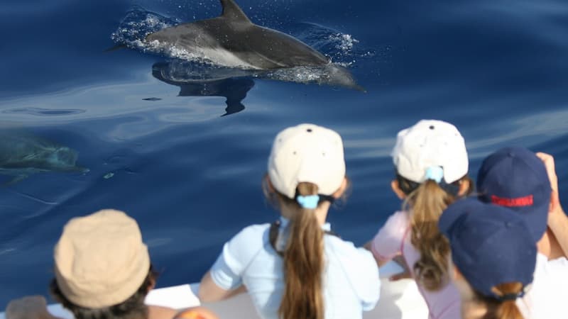 Un groupe de personnes regarde des dauphins nager au large de Nice, depuis le pont d'un bateau d'excursion (Photo d'illustration).