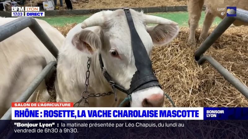 Rhône : Rosette, une vache charolaise du Beaujolais, est au salon de l'agriculture