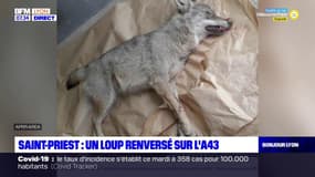 Saint-Priest: un loup renversé sur l'A43