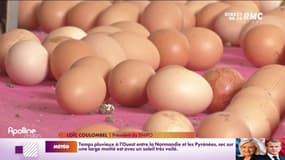 Grippe aviaire : vers une flambée des prix des œufs 