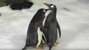 Les pingouins Sphen et Magic. 