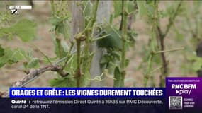 Orages et grêle: les vignes durement touchées