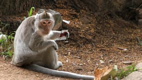 Un macaque crabier en novembre 2012 (illustration)