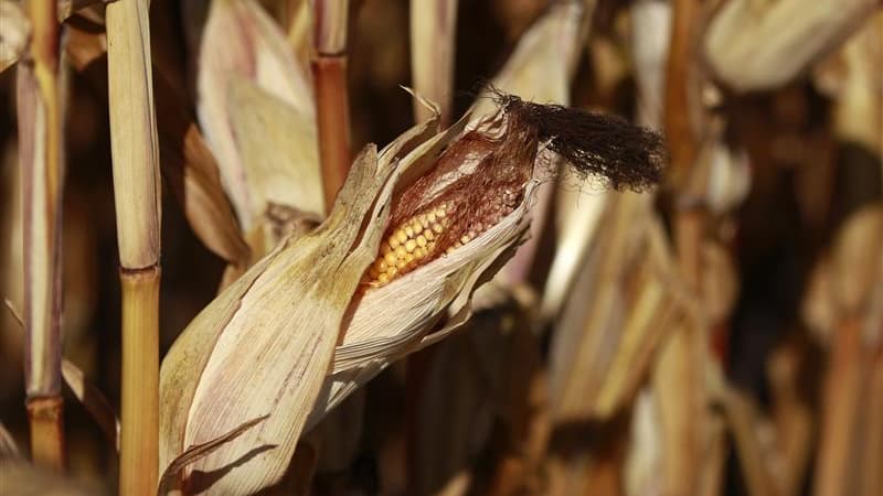 Une étude, menée sur un échantillon significatif de 200 rats en France à l'université de Caen, suggère que la consommation de maïs OGM de la firme Monsanto provoque des effets dommageables pour la santé, comme des tumeurs mammaires et des troubles organiq
