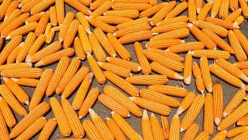 La proposition de loi sur l'interdiction du maïs transgénique doit être votée avant la période des semis.