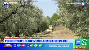 L'été chez nous: fabrication de l'huile d'olive de Provence AOP à Fontvieille