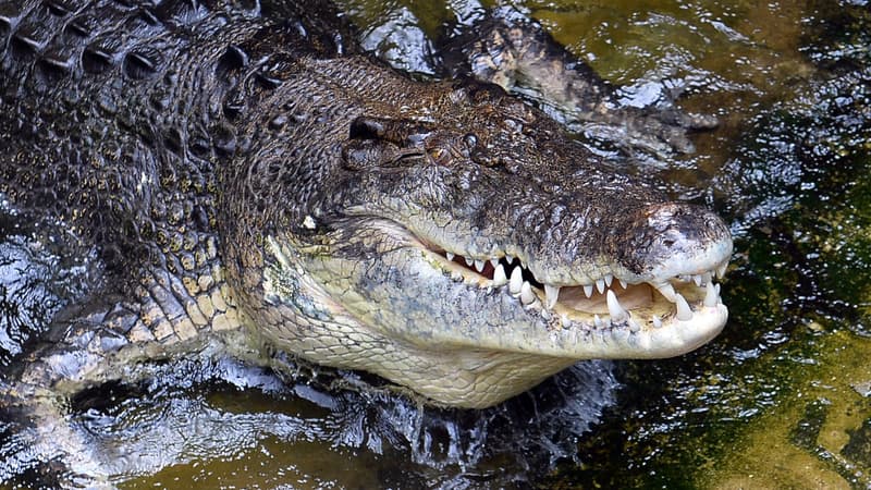 Un crocodile - Image d'illustration