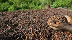 Des fèves de cacao sont exposées au soleil dans un village de producteurs de cacao, près de Vavoua en Côte d'Ivoire, le 29 octobre 2002. 