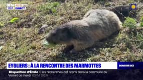 Hautes-Alpes: à la rencontre des marmottes d'Eygliers