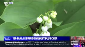 1er-Mai: le brin de muguet plus cher cette année en raison de la flambée des prix de l'énergie