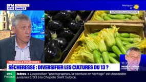 Bouches-du-Rhône: faut-il diversifier les cultures face à la sécheresse?