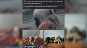 Après avoir secouru la famille de petits cochons la semaine dernière, la SPA de Colmar leur cherche une nouvelle maison.