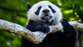 Yuan Meng, le bébé panda du zoo de Beauval, le 1er août 2018. 