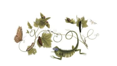 Un doodle pour célébrer Maria Sibylla Merian