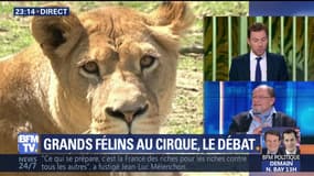 Faut-il interdire les animaux sauvages dans les cirques ?