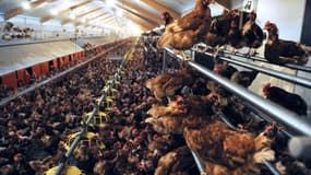 Ceva Santé Animale affirme occuper la 3e place mondiale en biologie aviaire (n°1 au Brésil et n°2 aux USA) et affiche pour ambition de devenir le leader d'ici 2020