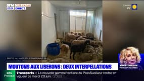 Nice: deux interpellations après qu'une quarantaine de moutons a été retrouvée dans un appartement des Liserons