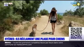 Var: une pétition réclame une plage accessible aux chiens à Hyères