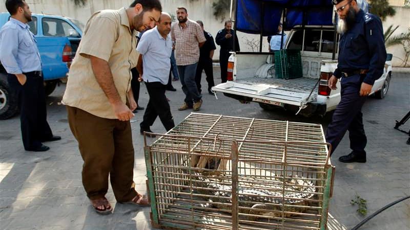 A l'extérieur d'un commissariat du nord de la bande de Gaza. "Rock", un crocodile de près de deux mètres de long qui avait faussé compagnie il y a 18 mois à un zoo de la bande de Gaza, a été capturé sain et sauf. /Photo prise le 6 novembre 2012/REUTERS/Ah