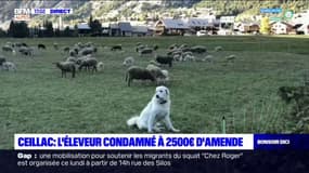 Morsures de patous dans les Hautes-Alpes: l'éleveur condamné à 2500 euros d'amende