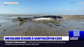 Seine-Maritime: une baleine retrouvée morte sur la plage de Saint-Valery-en-Caux