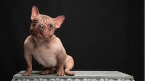 Pétunia, un bouledogue français, a remporté, ce vendredi 8 août, l'édition 2025 du concours du chien le plus laid du monde.