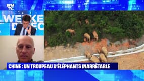 Des éléphants hors de controle en Chine - 04/06