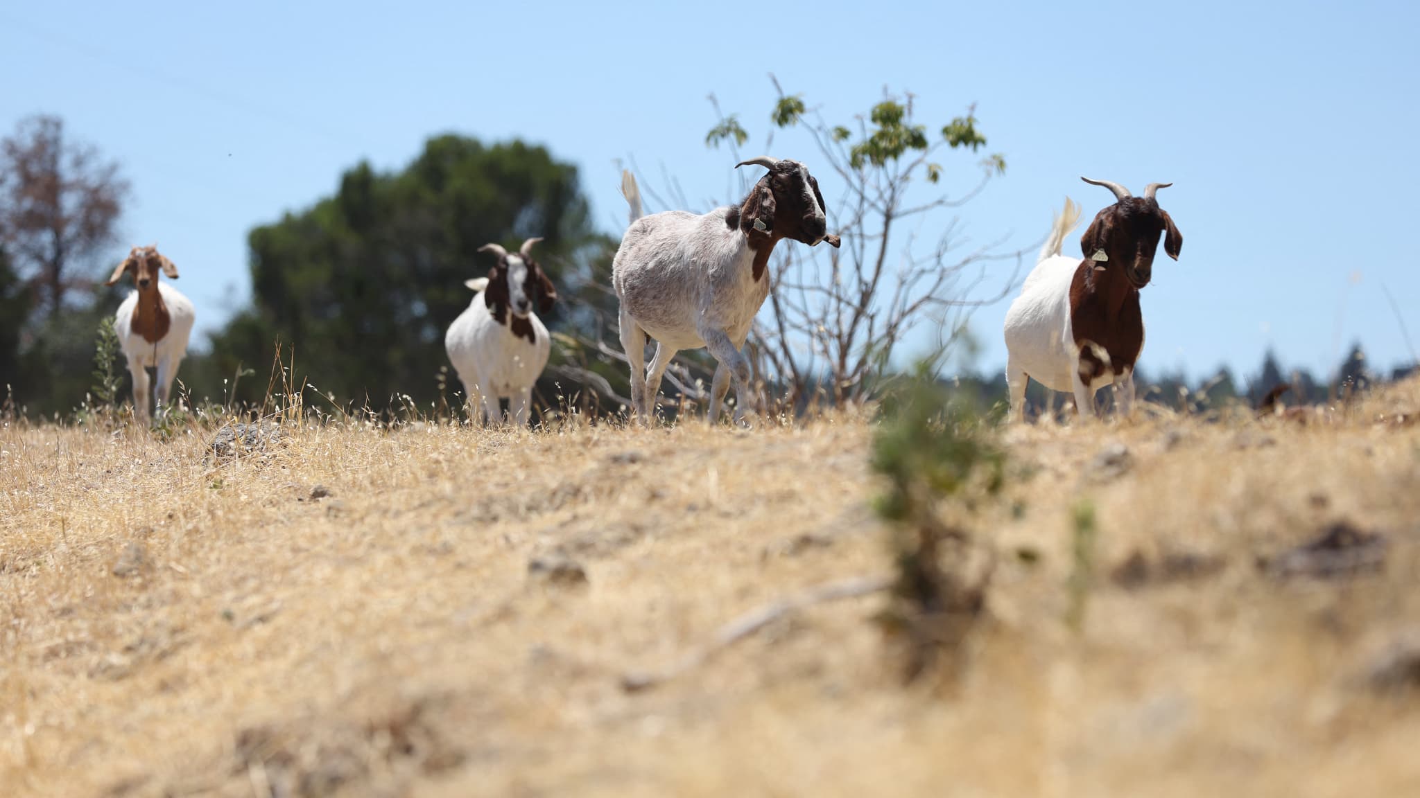 Invasa dalle capre, una piccola isola italiana lancia una campagna di adozione per evitare di macellarle