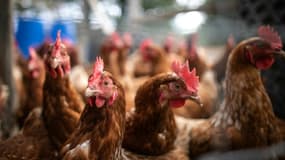 L'une des pires épidémies de grippe aviaire touche actuellement la France, mais aussi l'Europe.