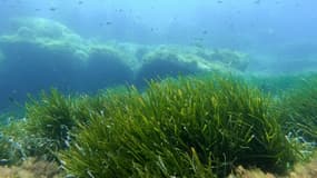 L''herbier de posidonie en Corse le 9 mai 2023. (Photo d'illustration). 