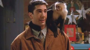 Ross et Marcel dans la série "Friends"