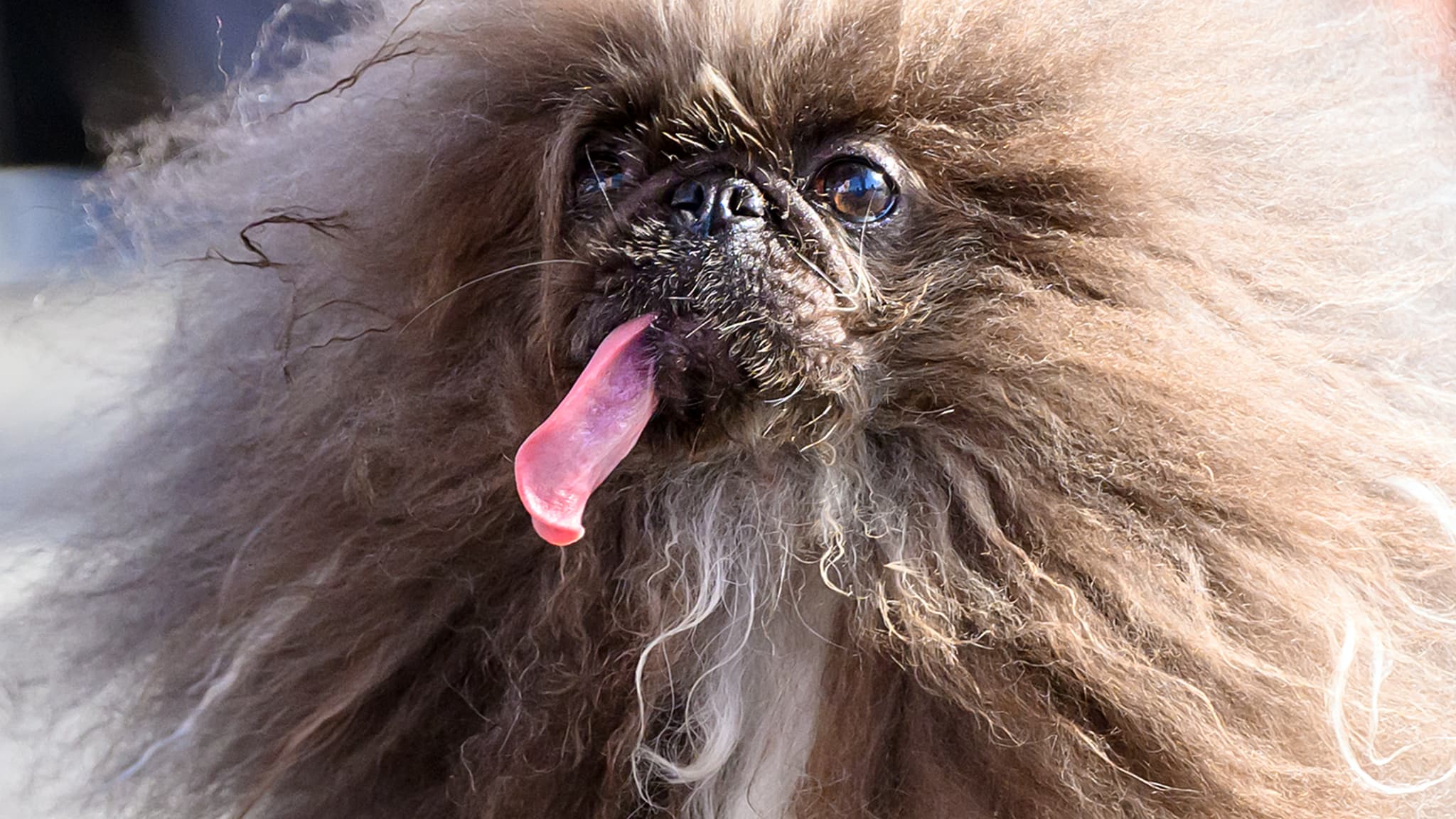 Wild Thang, un chien pékinois, lors de sa participation au concours du chien le plus moche du monde à Petaluma, Californie, le 21 juin 2024.